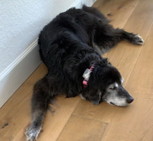 Load image into Gallery viewer, TruBluTag | Pet Tag Holder